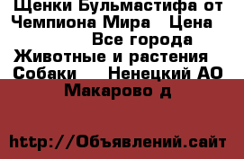 Щенки Бульмастифа от Чемпиона Мира › Цена ­ 1 000 - Все города Животные и растения » Собаки   . Ненецкий АО,Макарово д.